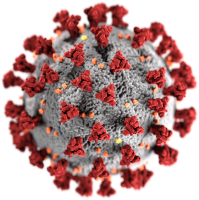 800px-SARS-CoV-2_without_background